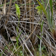Bunochilus umbrinus (ACT) = Pterostylis umbrina (NSW) at suppressed - suppressed