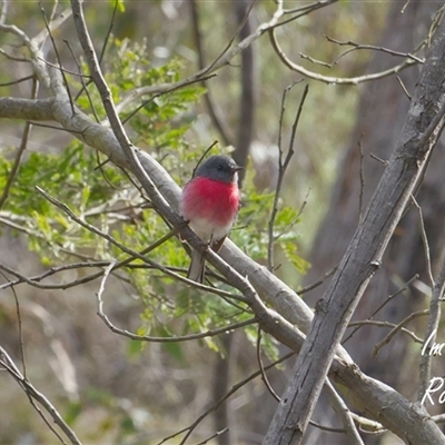 Petroica rosea (Rose Robin) at Aranda, ACT - 30 Aug 2025 by Rheardy