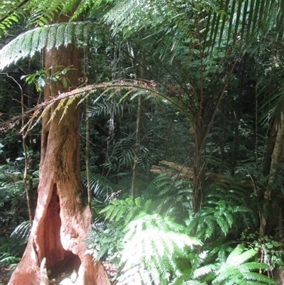 Cyathea rebeccae at Whyanbeel, QLD - 10 Jul 2018 by JasonPStewartNMsnc2016