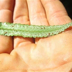 Cyathea rebeccae at Whyanbeel, QLD - 10 Jul 2018 10:27 AM