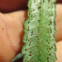 Cyathea rebeccae at Whyanbeel, QLD - 10 Jul 2018 10:27 AM