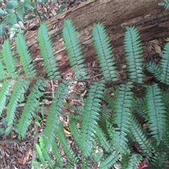 Cyathea rebeccae at Whyanbeel, QLD - 10 Jul 2018 10:27 AM