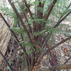Cyathea rebeccae at Whyanbeel, QLD - 10 Jul 2018 10:27 AM