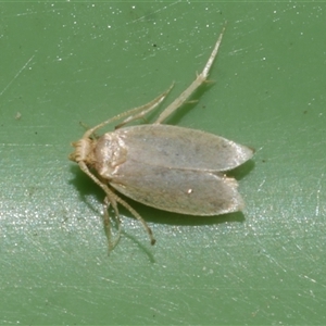 Gelechioidea (superfamily) at Freshwater Creek, VIC - 24 Aug 2025 11:10 AM
