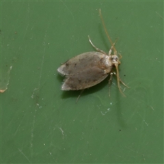 Gelechioidea (superfamily) at Freshwater Creek, VIC - 24 Aug 2025 11:10 AM