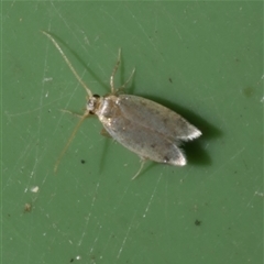 Gelechioidea (superfamily) at Freshwater Creek, VIC - 24 Aug 2025 11:10 AM