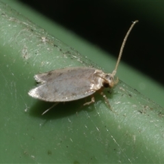 Gelechioidea (superfamily) at Freshwater Creek, VIC - 24 Aug 2025 11:10 AM