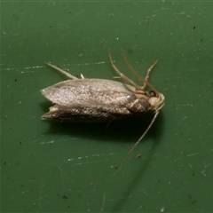 Gelechioidea (superfamily) (Unidentified Gelechioid moth) at Freshwater Creek, VIC - 24 Aug 2025 by WendyEM