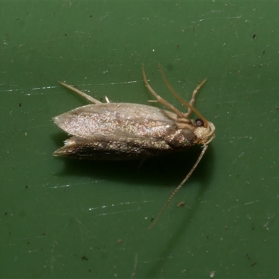 Gelechioidea (superfamily) (Unidentified Gelechioid moth) at Freshwater Creek, VIC - 24 Aug 2025 by WendyEM