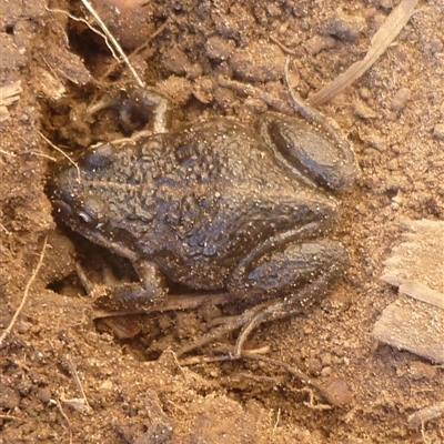 Limnodynastes tasmaniensis at Freshwater Creek, VIC - 1 Jul 2025 by WendyEM
