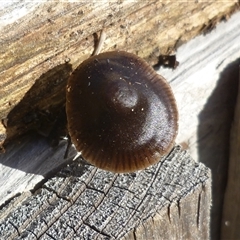Mycena sp. at Freshwater Creek, VIC - 1 Jul 2025 by WendyEM