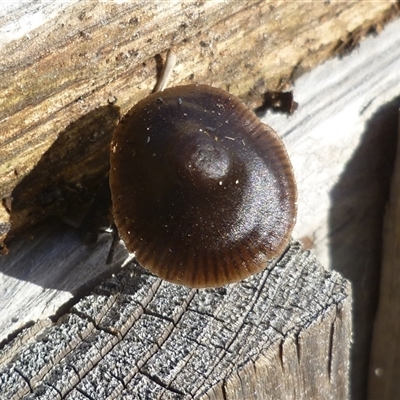 Mycena sp. at Freshwater Creek, VIC - 1 Jul 2025 by WendyEM