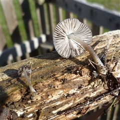 Mycena sp. at Freshwater Creek, VIC - 1 Jul 2025 12:51 PM
