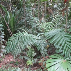 Cyathea rebeccae at Whyanbeel, QLD - 13 Feb 2022 by JasonPStewart