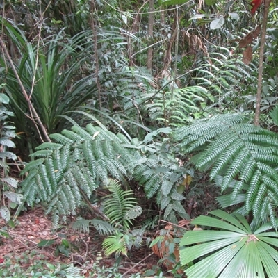 Cyathea rebeccae at Whyanbeel, QLD - 13 Feb 2022 by JasonPStewart