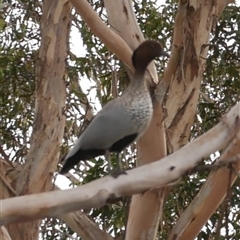 Chenonetta jubata (Australian Wood Duck) at Freshwater Creek, VIC - 4 Jul 2025 by WendyEM