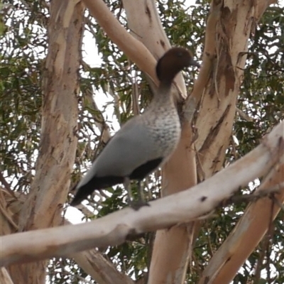 Chenonetta jubata (Australian Wood Duck) at Freshwater Creek, VIC - 4 Jul 2025 by WendyEM