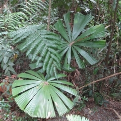Licuala ramsayi (Queensland Fan Palm) at Whyanbeel, QLD - 13 Feb 2022 by JasonPStewartNMsnc2016