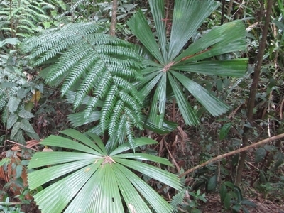 Licuala ramsayi (Queensland Fan Palm) at Whyanbeel, QLD - 13 Feb 2022 by JasonPStewartNMsnc2016
