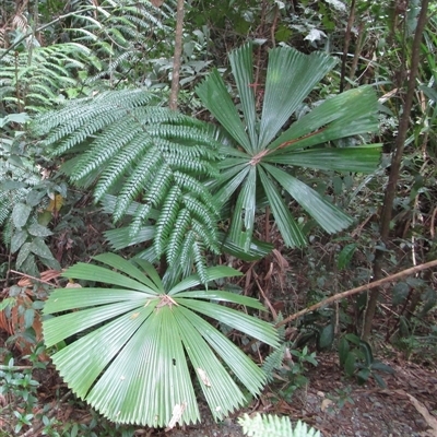 Licuala ramsayi (Queensland Fan Palm) at Whyanbeel, QLD - 13 Feb 2022 by JasonPStewartNMsnc2016