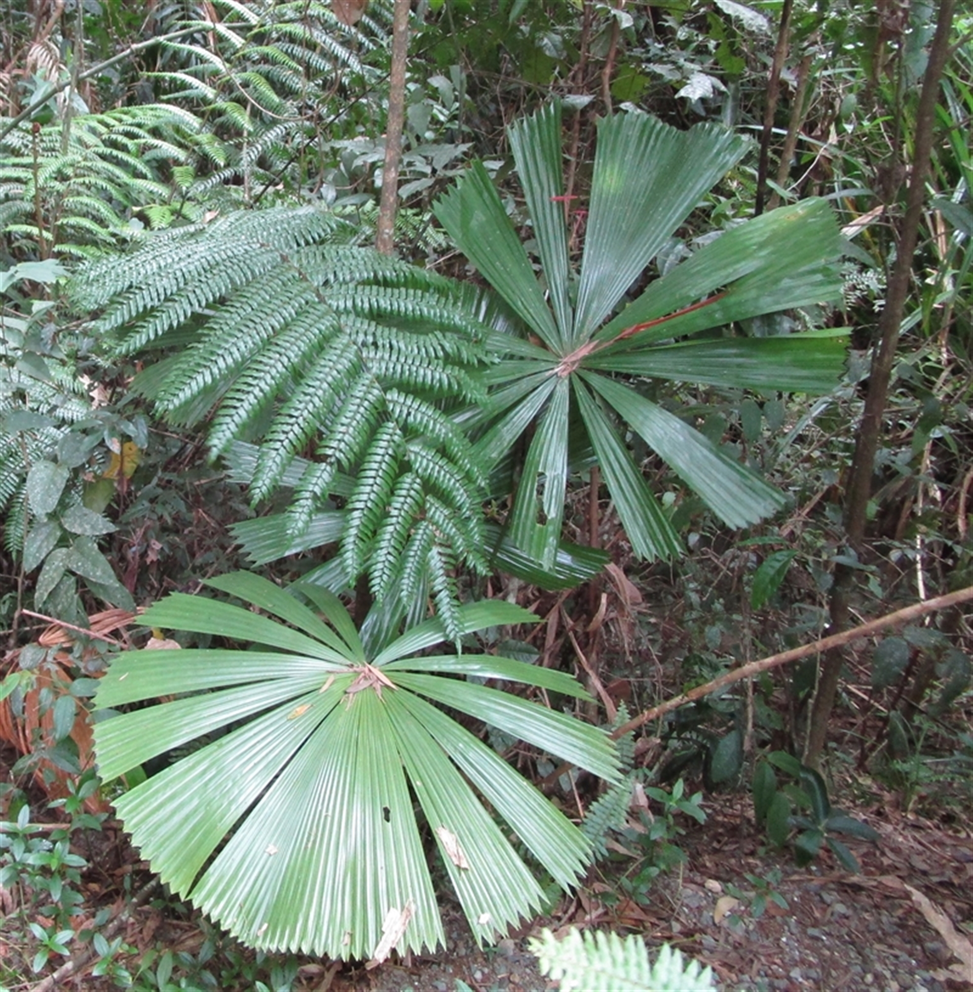 Licuala ramsayi at Whyanbeel, QLD - 13 Feb 2022 12:29 PM