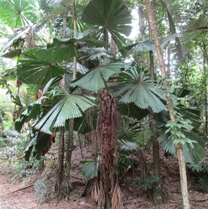 Licuala ramsayi at Whyanbeel, QLD - 13 Feb 2022 12:29 PM