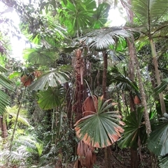 Licuala ramsayi at Whyanbeel, QLD - 13 Feb 2022 12:29 PM