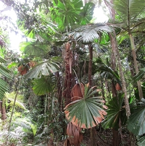 Licuala ramsayi at Whyanbeel, QLD - 13 Feb 2022 12:29 PM
