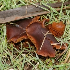 Unverified Cap on a stem; gills below cap [mushrooms or mushroom-like] at Freshwater Creek, VIC - 4 Jul 2025 by WendyEM