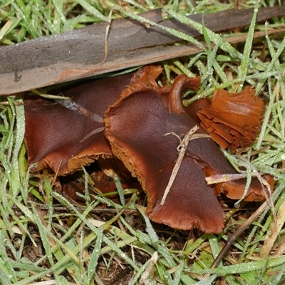 Unverified Cap on a stem; gills below cap [mushrooms or mushroom-like] at Freshwater Creek, VIC - 4 Jul 2025 by WendyEM