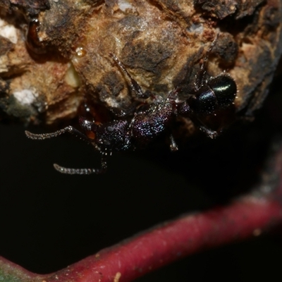 Rhytidoponera sp. (genus) (Rhytidoponera ant) at Freshwater Creek, VIC - 4 Jul 2025 by WendyEM