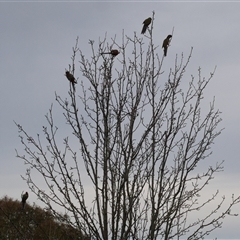 Platycercus elegans (Crimson Rosella) at Freshwater Creek, VIC - 4 Jul 2025 by WendyEM