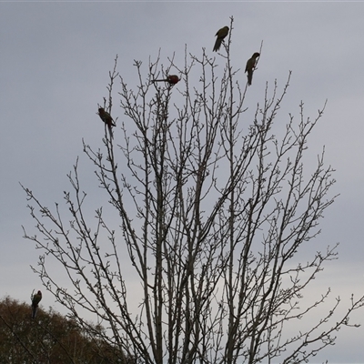 Platycercus elegans (Crimson Rosella) at Freshwater Creek, VIC - 4 Jul 2025 by WendyEM