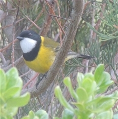 Pachycephala pectoralis (Golden Whistler) at Herne Hill, VIC - 6 Jul 2025 by WendyEM