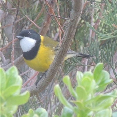 Pachycephala pectoralis (Golden Whistler) at Herne Hill, VIC - 6 Jul 2025 by WendyEM