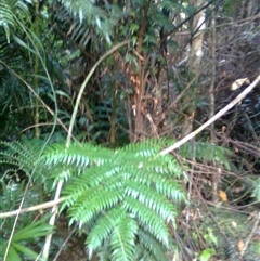 Cyathea rebeccae at Mowbray, QLD - 19 Feb 2012 by JasonPStewart