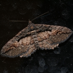 Chrysolarentia plagiocausta (Black-lined Carpet) at Freshwater Creek, VIC - 31 Jul 2025 by WendyEM