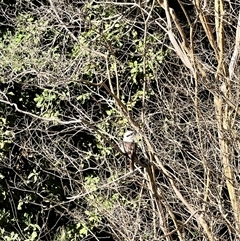 Dacelo novaeguineae (Laughing Kookaburra) at Bayview, NSW - 24 Aug 2025 by JimL