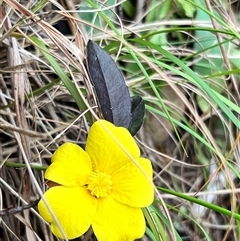 Hibbertia dentata (Twining Guinea Flower) at Ku-Ring-Gai Chase, NSW - 24 Aug 2025 by JimL