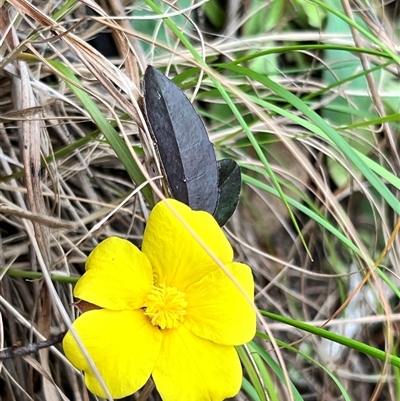 Hibbertia dentata (Twining Guinea Flower) at Ku-Ring-Gai Chase, NSW - 24 Aug 2025 by JimL