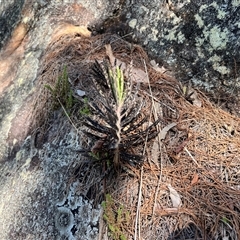 Unverified Cactus / Succulent at Ku-Ring-Gai Chase, NSW - 24 Aug 2025 by JimL