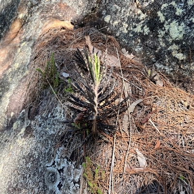 Unverified Cactus / Succulent at Ku-Ring-Gai Chase, NSW - 24 Aug 2025 by JimL