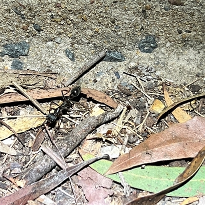 Myrmecia sp. (genus) (Bull ant or Jack Jumper) at Aranda, ACT - 28 Aug 2025 by JimL