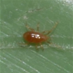 Unverified Other Arachnid (Arachnida) at Freshwater Creek, VIC - 24 Aug 2025 by WendyEM