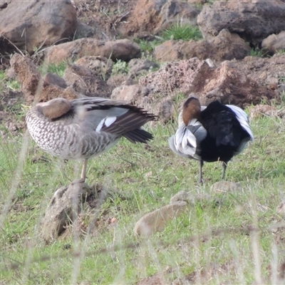 Chenonetta jubata (Australian Wood Duck) at Freshwater Creek, VIC - 5 Jul 2025 by WendyEM