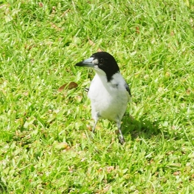 Cracticus torquatus (Grey Butcherbird) at Meldale, QLD - 22 Aug 2025 by Harrisi