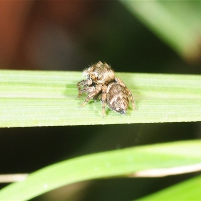 Euryattus bleekeri at Rainbow Beach, QLD - 23 Aug 2025 by Harrisi