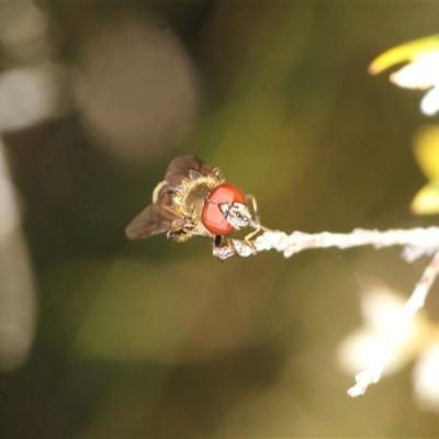 Unverified True fly (Diptera) at Rainbow Beach, QLD - 23 Aug 2025 by Harrisi