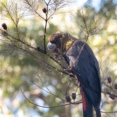 Calyptorhynchus lathami lathami (Glossy Black-Cockatoo) at Penrose, NSW - 31 Aug 2025 by Aussiegall