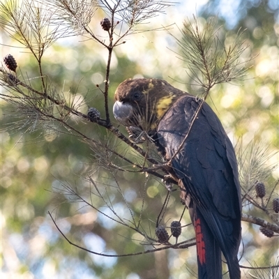 Calyptorhynchus lathami lathami (Glossy Black-Cockatoo) at Penrose, NSW - 31 Aug 2025 by Aussiegall